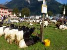 Boer si capre Walliser
