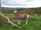 Toggenburg grasuta