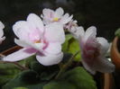 Pink African Violet (2014, Nov.20)