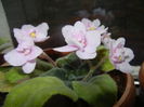 Pink African Violet (2014, Nov.20)