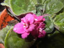 Spectra Color Red Violet (2014, Sep.26)