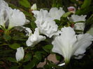 White Azalea (2014, November 23)