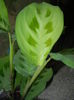 Maranta Kerchoveana (2014, Nov.20)