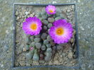 Frithia pulchra    N.E.Br .1926