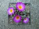 Frithia pulchra    N.E.Br.1926