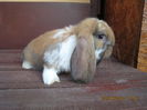 IMG_0067 - Copy