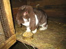 IMG_0264 - Copy