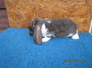IMG_0408 - Copy