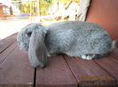 IMG_0412 - Copy