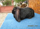 IMG_0454 - Copy