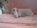 IMG_0456 - Copy