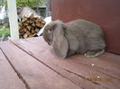 IMG_0459 - Copy