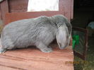 IMG_0534 - Copy
