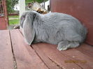 IMG_0548 - Copy