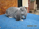 IMG_0581 - Copy