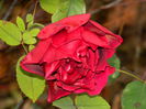 DSCN4154