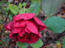DSCN4274