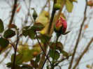 DSCN4279