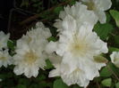 clematis sylvia denny.