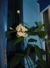 DSC06156