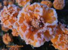 DSC01919