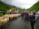 Cu oile in nordul Pirineilor