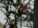 DSCN4591