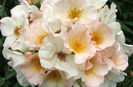 sally-holmes-rose