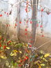 Goji Korean Big 27.11.2014