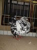 DSCN7960