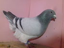 VINDUT