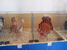 100963374_FMKMCHP