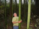 Phyllostachys vivax Huangwenzhu