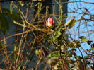 DSCN4668