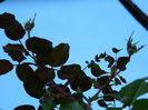 DSCN4702