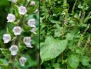 Perilla frutescens Green-Shiso green.