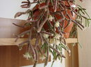 Rhipsalis pilocarpa  Loefgr. 1903