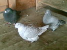 Picture 049