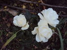 DSC05299