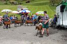Parada Alpinelor-1