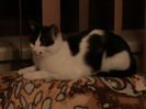 045-sultana Ozy