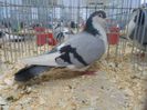 SAM_3346b