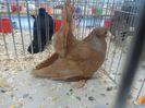 SAM_3359b