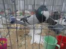 SAM_3399b