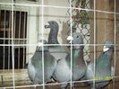 2 per de germani sarbi