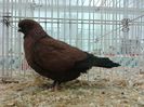 Expozitia Nationala Suceava 2014