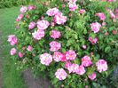 Rosa gallica Versicolor