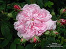 Ispahan