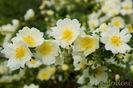 Primula