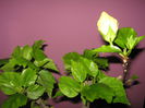 Picture My plants 1752